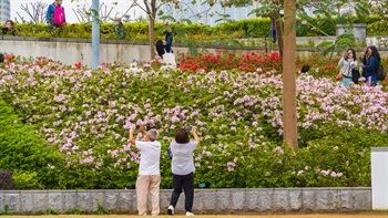 Blooming flowers at the sloped planting beds are a popular photography spot in the park.